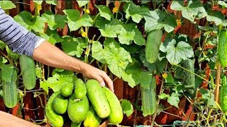 Container ideas for planting vegetables growing cucumber steps by step [upl. by Peg745]