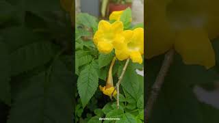 Tecoma Flowers  Bignoniaceae Family plantscience4u [upl. by Nayek]