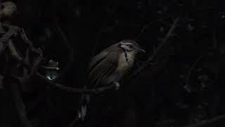 Greater Necklaced Laughingthrush Pterorhinus pectoralis Kaeng Krachan Thailand 20 Sept 2024 44 [upl. by Bywoods]