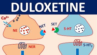 Duloxetine cymbalta  Mechanism precautions interactions amp uses [upl. by Dorehs]