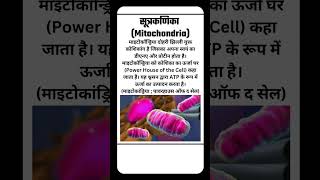 Mitochondria  Powerhouse of the Cell  माइटोकांड्रिया  कोशिका का ऊर्जा घर shorts mitocondria [upl. by Pardo]