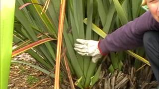 How to harvest amp clean your Harakeke NZFlax Phormium Tenax Bush [upl. by Ramirol]