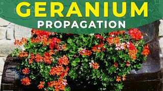 GERANIUM PROPAGATION FROM SEEDS  PELARGONIUM CARE [upl. by Alyled]