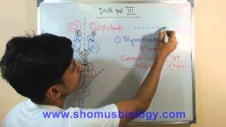 DNA polymerase 3 [upl. by Ahsele111]