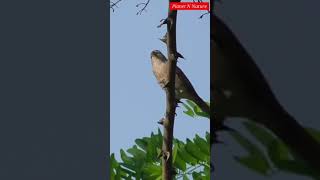 Reed Warbler Bird  Reed Warbler Bird Singing  Planet N Nature shorts [upl. by Eirotal85]