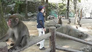 20241013 高崎山自然動物園 Ｃ群 イモ取り競争 [upl. by Nerwal628]