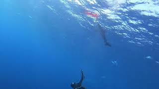 An oceanic whitetip shark with a dorsal fin partially cut off Red Sea Egypt [upl. by Wynnie]