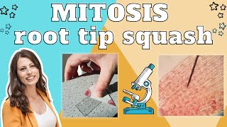 Mitosis root tip squash  Required practical A level Biology Method explained amp exam questions [upl. by Inittirb]