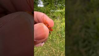 Red Parasitoid Wasp Handling wasoinsectsbugspidertarantulasinvertebratesentomologyfyp [upl. by Brubaker]