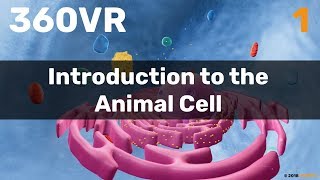 Chapter 1 Introduction to the Animal Cell [upl. by Allemahs]