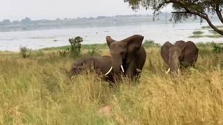 Elephants of Uganda  December 2018 [upl. by Nishom123]