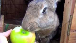 Big Flemish Giant Bunny Rabbit Eating Apple [upl. by Noeht]