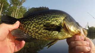 Bull Bluegill On The Spinner [upl. by Nevins]