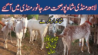 Lahore Bakra Mandi  Tuesday Update  Qurbani 2024  لاہور بکرا منڈی شاہ پور [upl. by Leotie122]