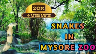 SNAKES IN MYSORE ZOOMYSORE ZOO MYSORE TROUST PLACES [upl. by Hughmanick]