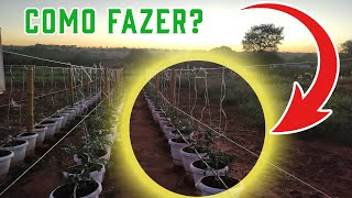 COMO FAZER O TUTORAMENTO DE TOMATES [upl. by Leirrad]