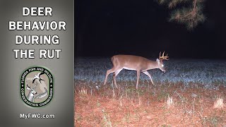 Deer Behavior during the Rut [upl. by Airrotal]