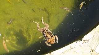 SapoBoi caiu na piscina Nilton Landim na Gruta da Lapinha MG  Brasil [upl. by Ordep]