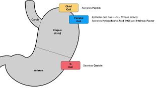 GI SecretoryRegulatory Physiology [upl. by Brote]