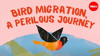 Bird migration a perilous journey  Alyssa Klavans [upl. by Starkey]