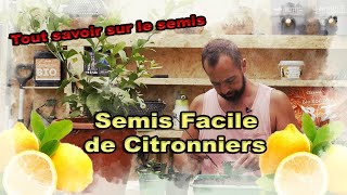 🍋 Comment faire ses Semis de citronniers facilement  🍋 [upl. by Gnay]