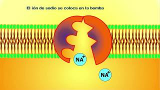 Cómo funciona La bomba de sodio y potasio  quotEl transporte activoquot [upl. by Adnoved]