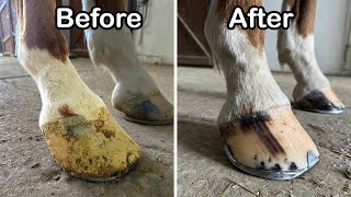 Farrier Horseshoeing ASMR  Hoof Satisfying Restoration [upl. by Emad]