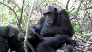 Baby chimpanzee [upl. by Brill]