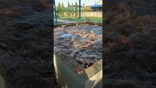 Fish Farming Feeding Catfish [upl. by Mateo]