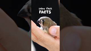 Fun Facts About Finches in 40 seconds [upl. by Teteak]