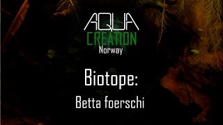 Biotope Betta foerschi [upl. by Gibbeon]