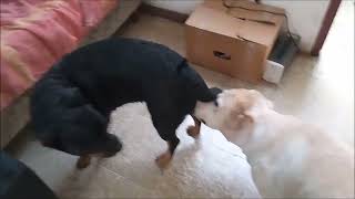 ζ Rottweiler In Heat  Cream Labrador Courting [upl. by Tabbatha]