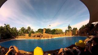 Dolphin Show  Loro Park Tenerife 081212 HD [upl. by Jaunita]