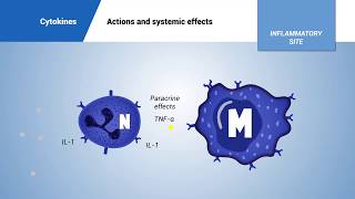 Cytokines actions and systemic effects [upl. by Sanez763]