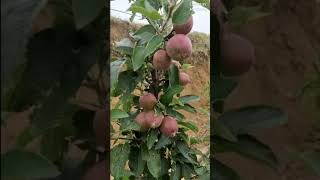 highdensity apple plantation conal root stock m9 jeromine gelgala Redbox total 1000 palnt [upl. by Ees]