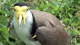 Threat display of vanellus miles Masked lapwing andor spur winged plover Volume alert VERY NOISEY [upl. by Dulciana]