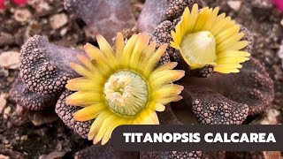 TITANOPSIS CALCAREA [upl. by Leoy]