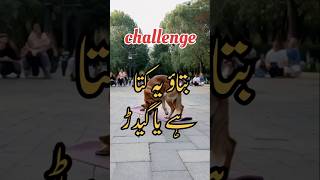 Challenge haishortsfeed shortsviral razikaabaan shorts animals trendingshorts [upl. by Pironi788]