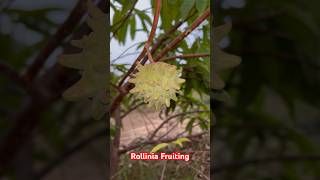 Rollinia Fruiting  Aadhya Exotics  9290909559 [upl. by Cinimmod]