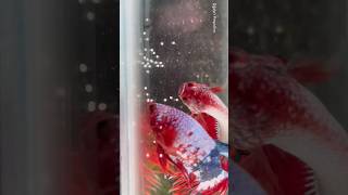 Betta fish releasing a bundle of eggs 🙀😍 shorts bettafish breeding [upl. by Eibo]