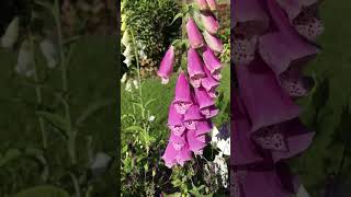 cottagegarden foxgloves🐝 [upl. by Trask]