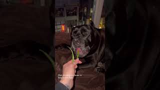 Green Bean Treats for Dogs ASMR [upl. by Id]