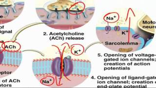 ExcitationContraction Coupling [upl. by Sekofski]