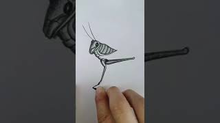 Simply draw a grasshopper learnto draw with Douyin youtubeshorts shorts shortsfeed art foryou [upl. by Donatelli]