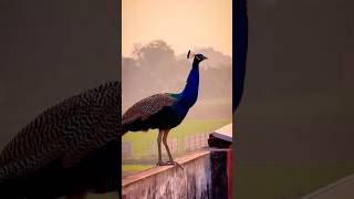 Smart😍🦚🦚🦚 peacock peacock more smartpeacock [upl. by Eivlys]