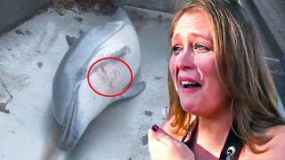 The Disturbing Truth Of What Happened To Flipper The Dolphin You Will Cry After Watching This Video [upl. by Antone]