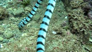 Banded Seasnake and juvenile moray eel taken at Claveria Lagoon Canyons Philippines [upl. by Arahsat]