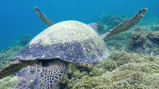 Kemps Ridley Sea Turtle Saving a Species [upl. by Drescher]