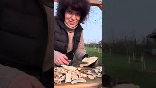 Fomitopsis Pinicola Red Belted Polypore [upl. by Niltag]