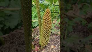 Gunnera flower spike Gunnera tinctoria flowers [upl. by Ffilc641]